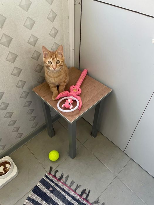 Отдам котенка в добрые руки