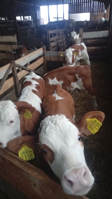 Vaca de vânzare  Tudor Vladimirescu