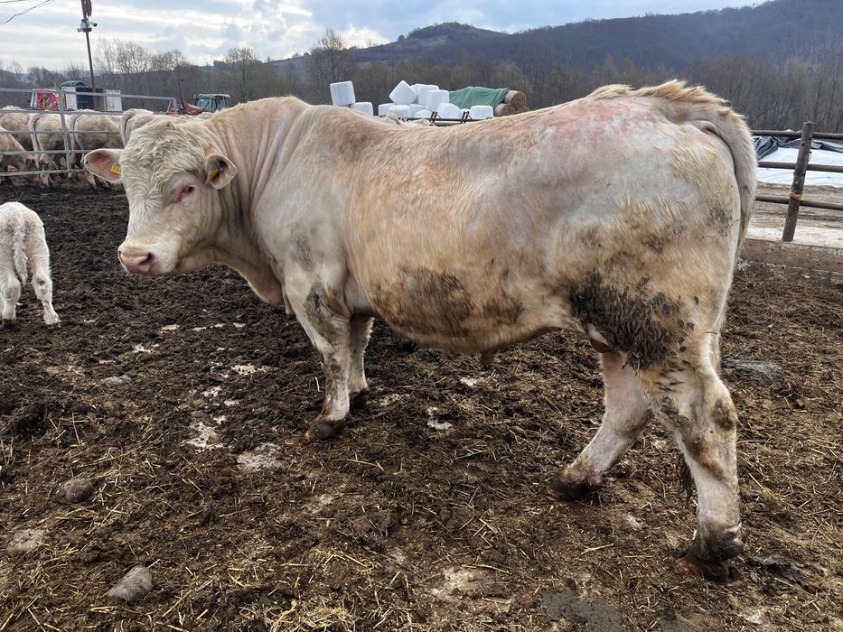 Vand Taur Charolaise