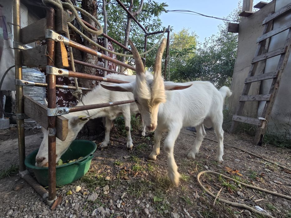Зааненский козлик
