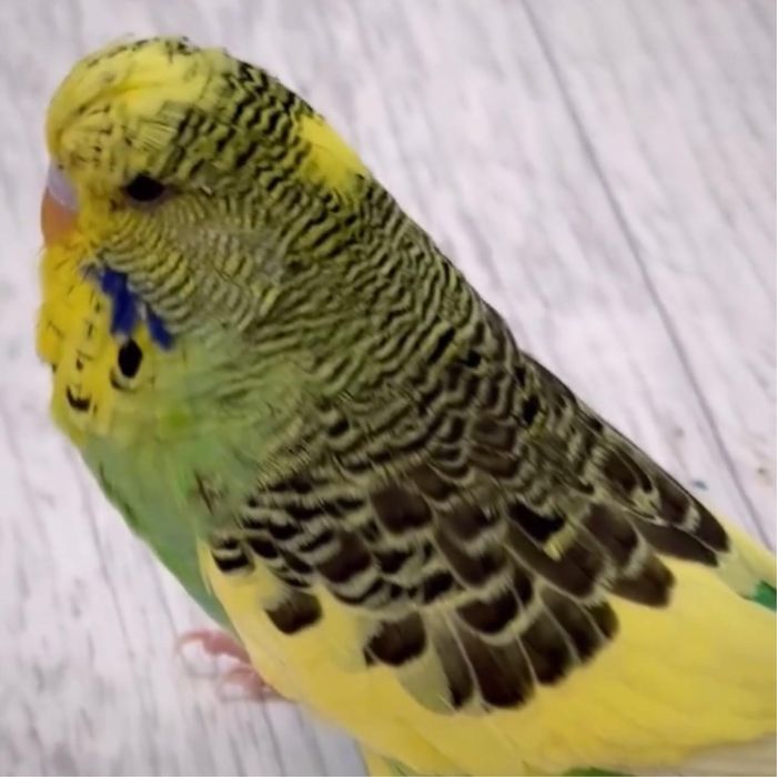 Попугай русной Чех Выставочный