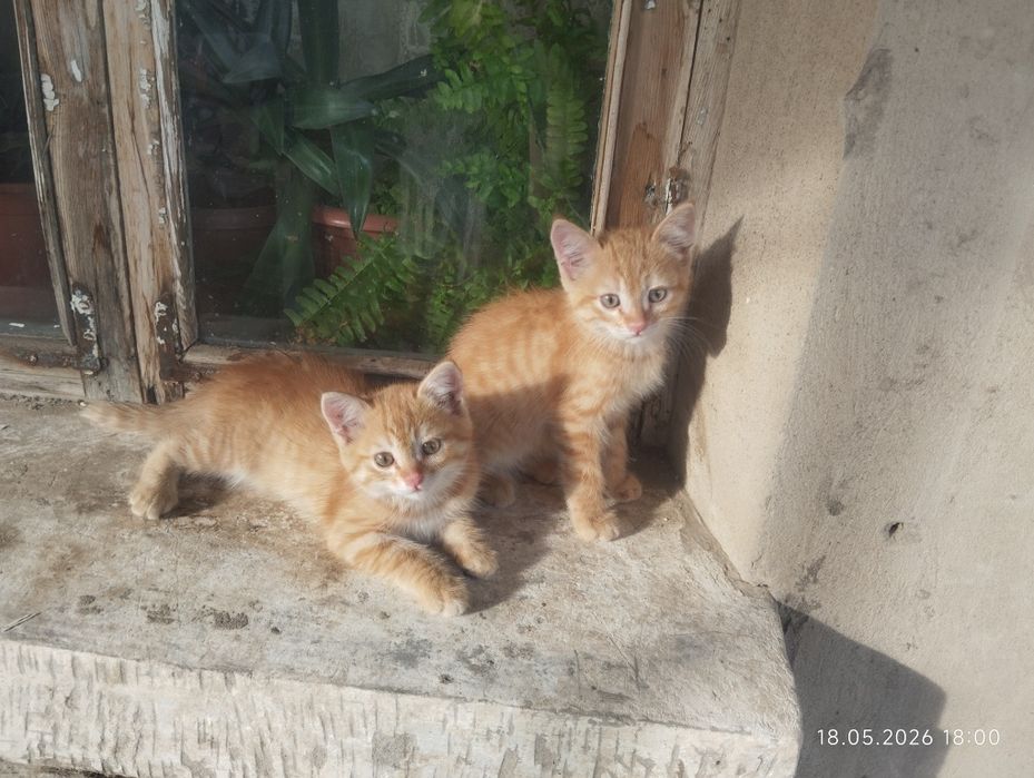 котята бесплатно