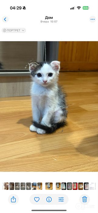 Котенок вислоухий