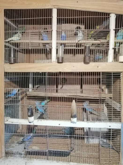 Papagali  Perusi de vanzare