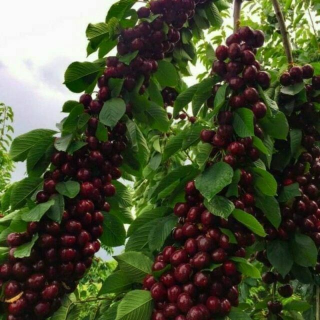 Karlek va polekarlek Mevali kuchatlar