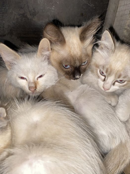Котенки ищет хозяев.