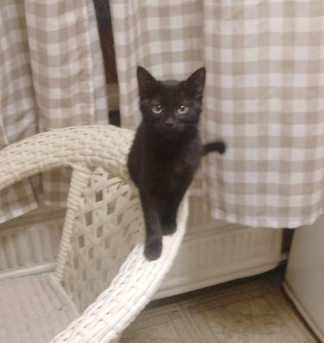 Чёрная кошечка принесёт удачу в дом!
