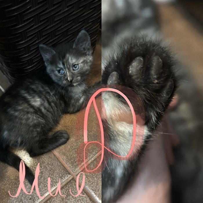 отдаем кошечку в добрые руки