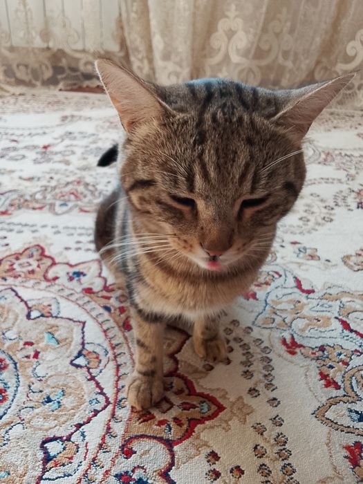 Отдам бесплатно кота