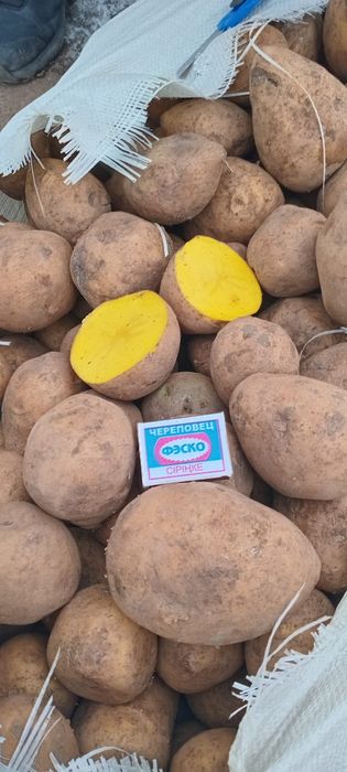 Картошка едовая сорт Гала