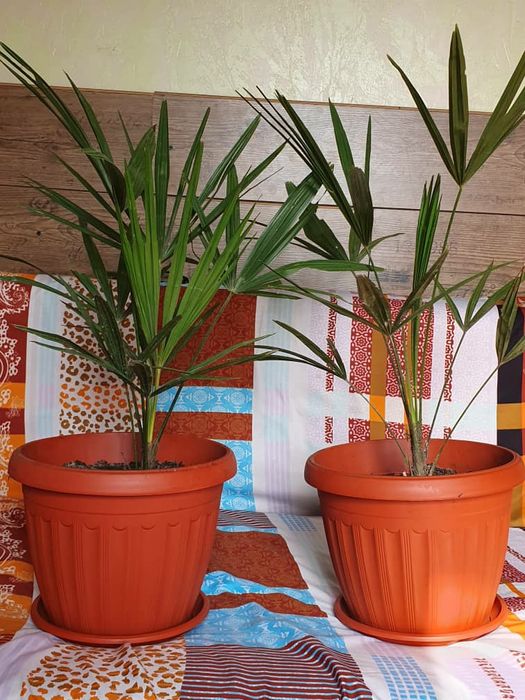 Финиковый пальма