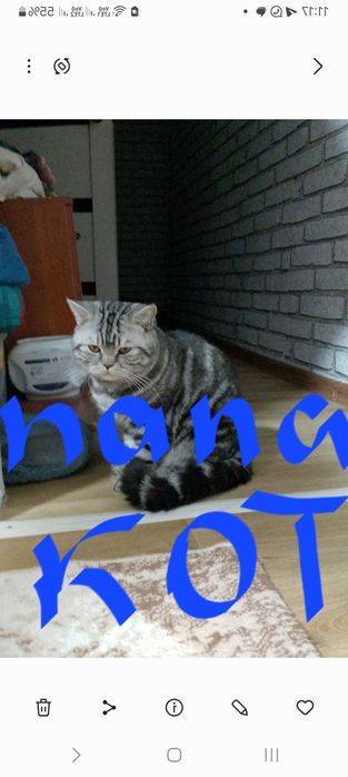 Продаются котята Британцы