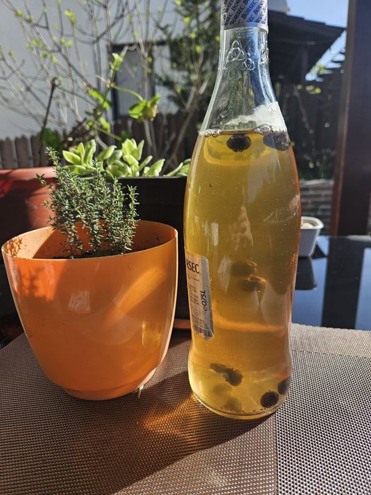 Kombucha scoby ciuperca