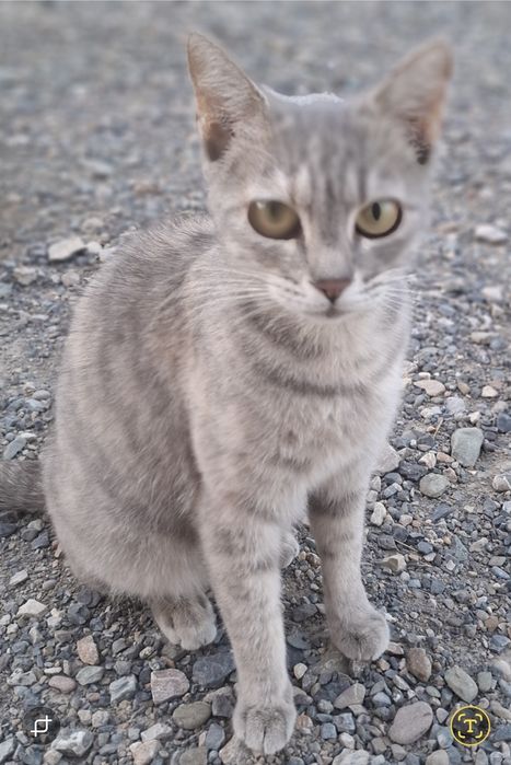 Отдам кошку в добрые руки