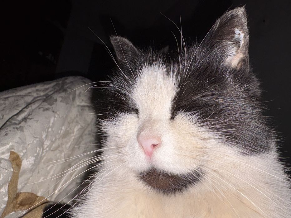 Отдам кошку в добрые руки