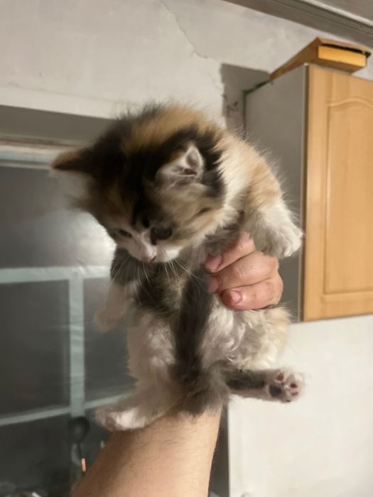 Отдам кошек бесплатно