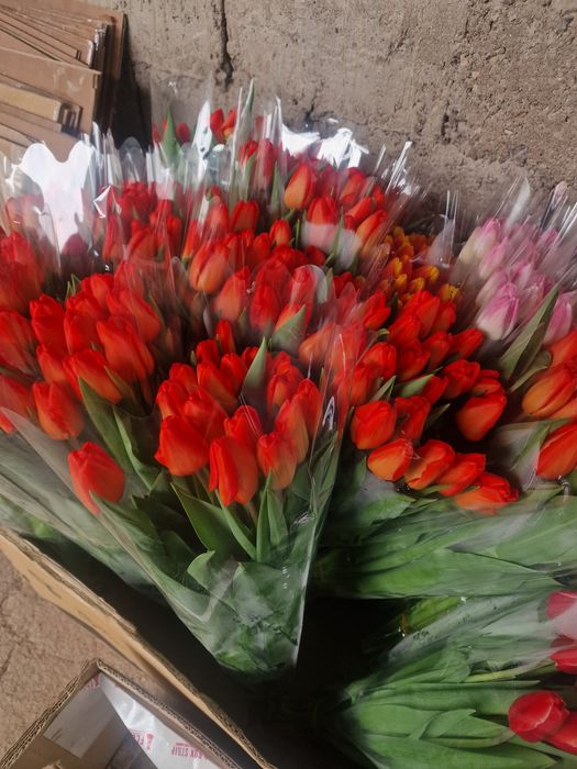 Тюльпаны крупные отборные оптом