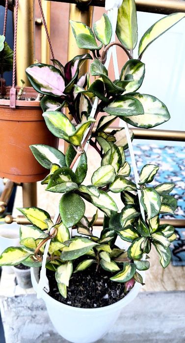 Хилма хил гуллар бор