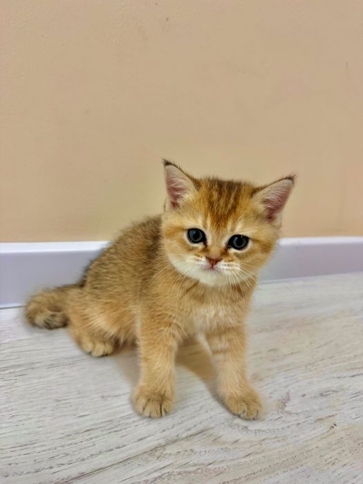 Продаются котята породы Голд Шиншила (Gold shinshila)