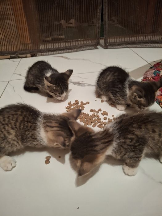 Котята срочно домашние