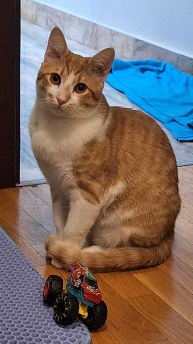 Търсим дом за Арти