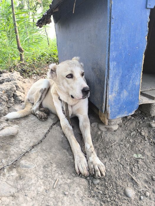 Алабай ургочи сотилади срочно,