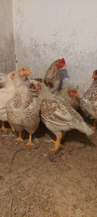 Disponibile gaini și cocos combatant indian