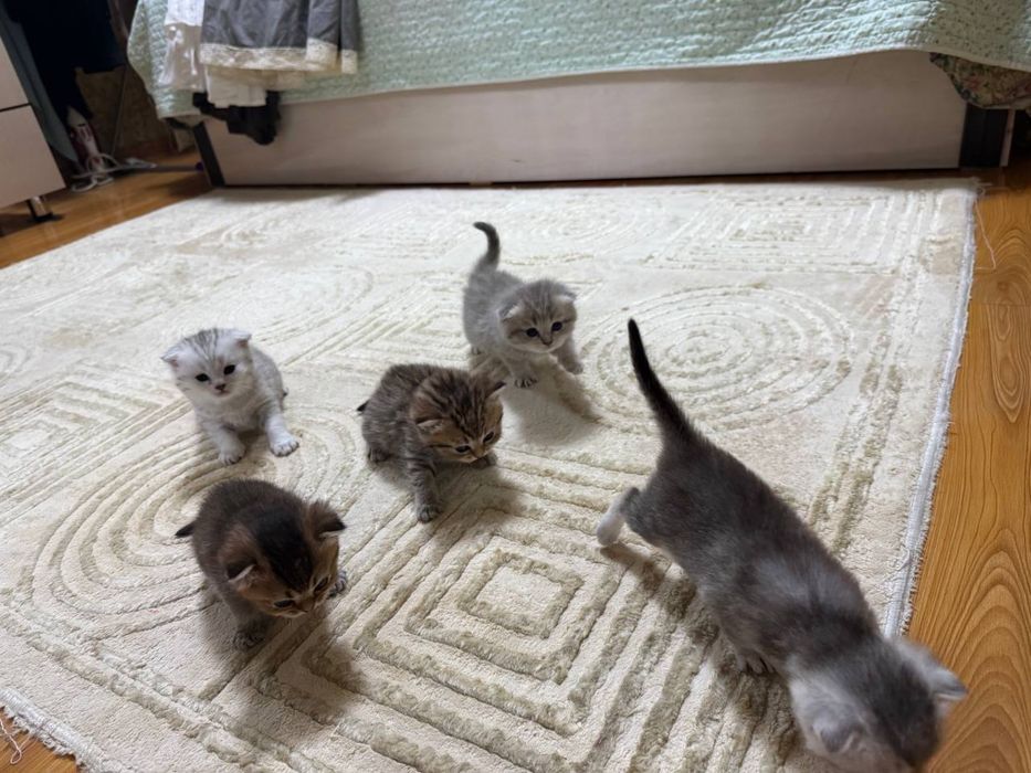Породистые котята шиншилла (золотая/серебристая) — милые и ласковые!