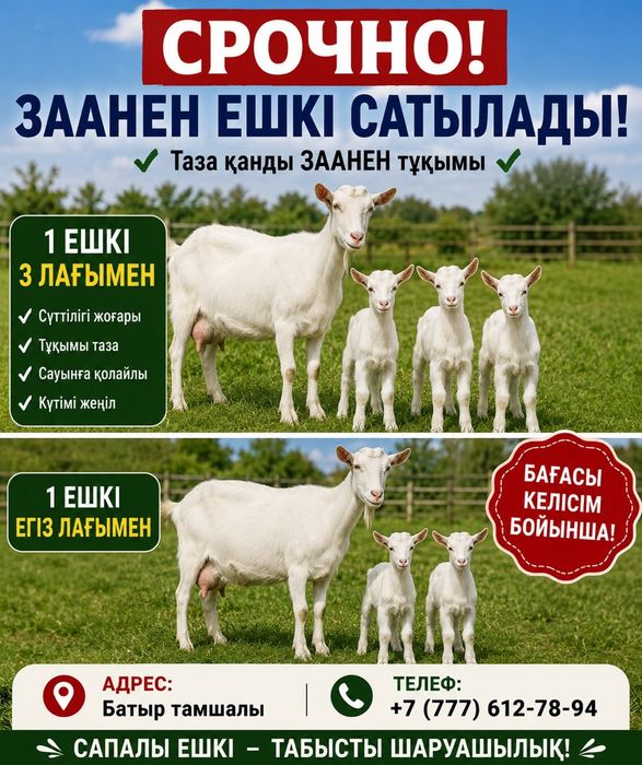 Ешкы сатылады асыл туқымды