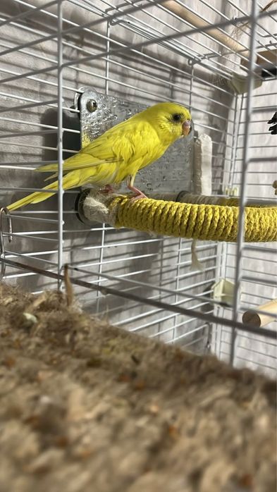 Продам попугаев