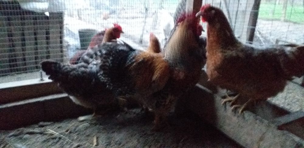 Găini  Hampshire,Bielefeldersi Araucana de vanzare