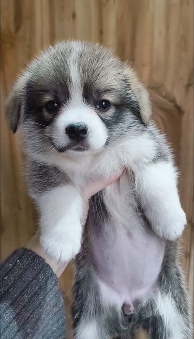 Прелестные щеночки вельш-корги пемброк