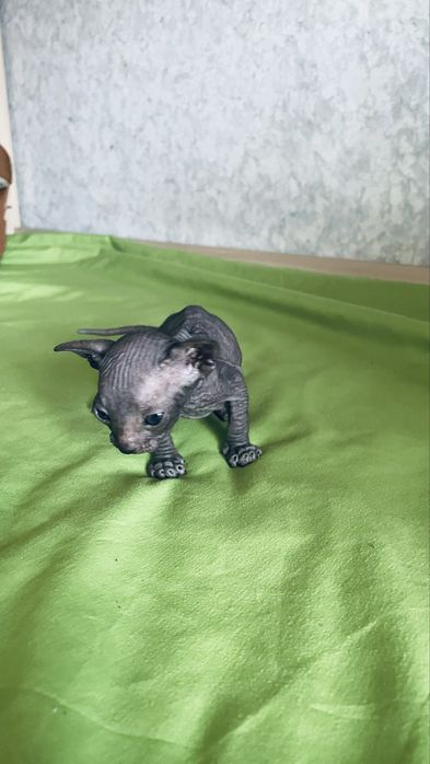 Продам котенка сфинкс