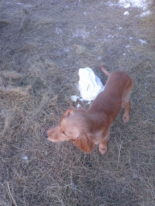 Продам шинок хорошый