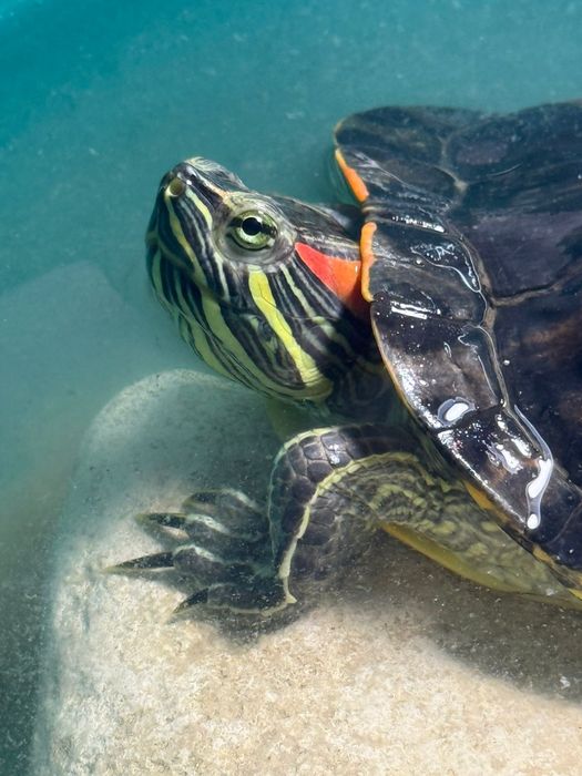 Черепаха девочка