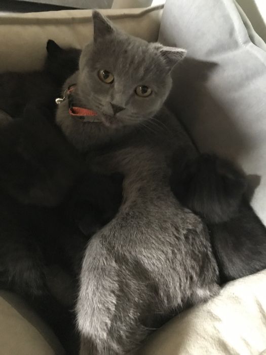 Котята из смеси полумейнкуна и британской короткошерстной кошки