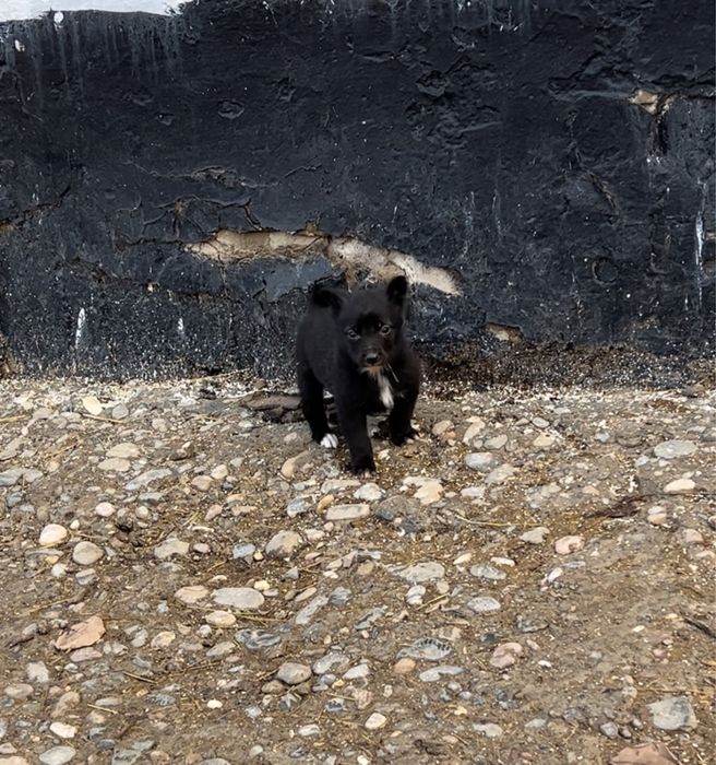 Лаика күшүк сатылады