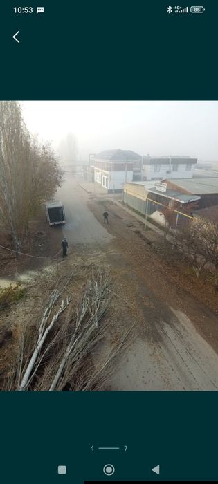 Спилим деревья. Спил. спилить дерево.