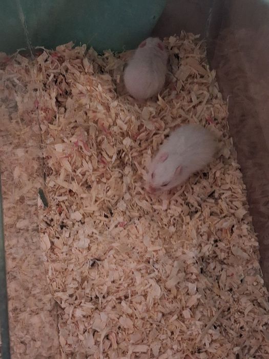 Продам Сирийских хомячат