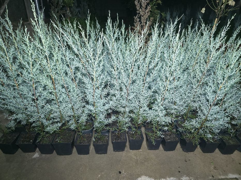Кипарис Аризонский. Kiparis. Привазной.  80см