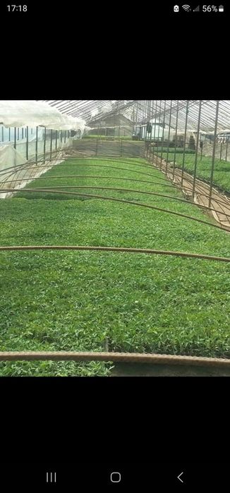 Rasaduri legume( Roșii Ardei Vinete Castraveți )