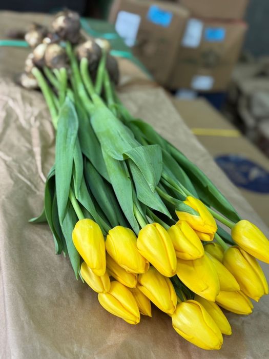 Брат свежие тюльпаны большие