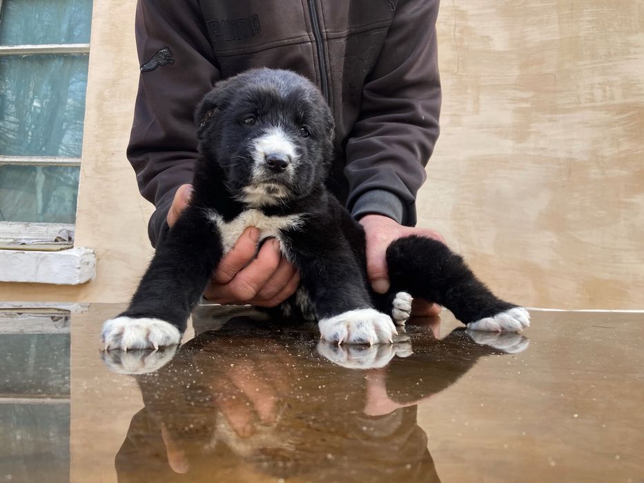 Щенок Туркменского Алабая ( чистокровный )