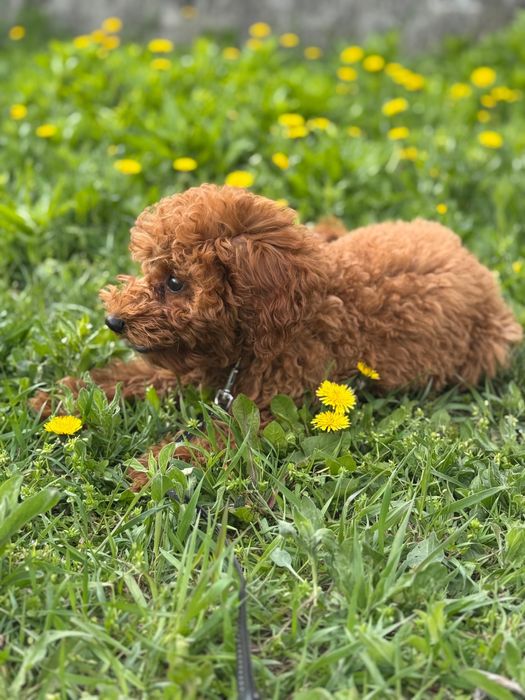 Pudel Toy - mascul 4 luni