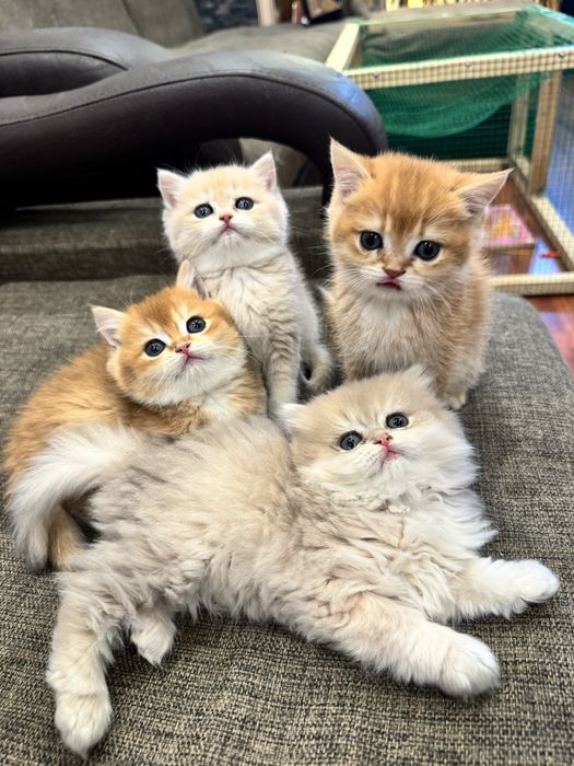 Котенок бри золотая шиншилла