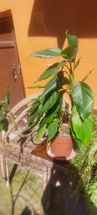 Комнатные растения