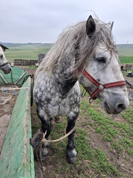 Armăsar semigreu 6 ani