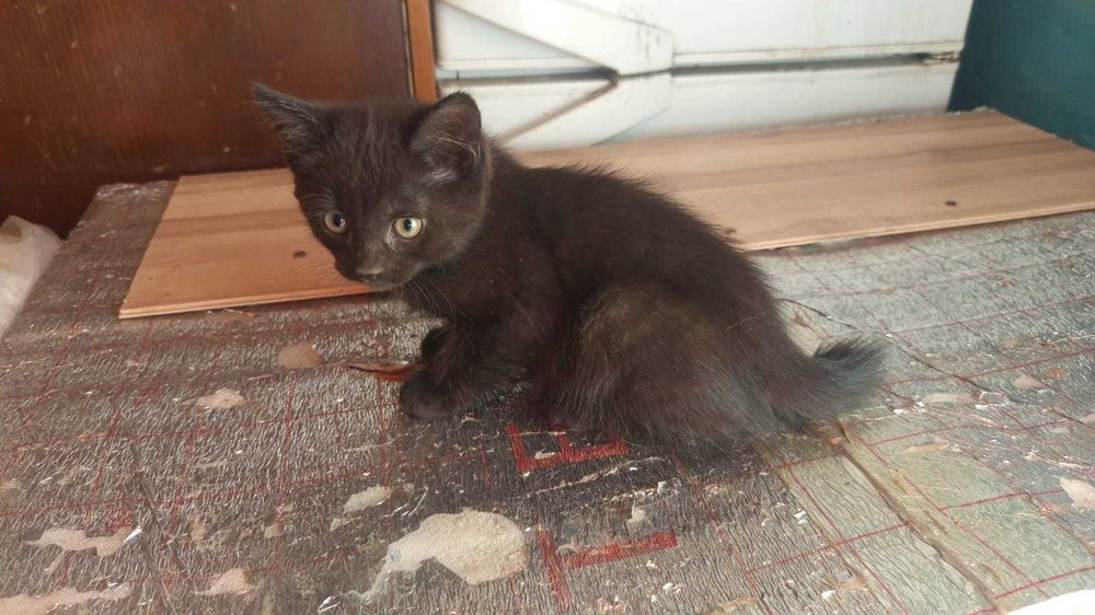 Отдам в добрые руки котят