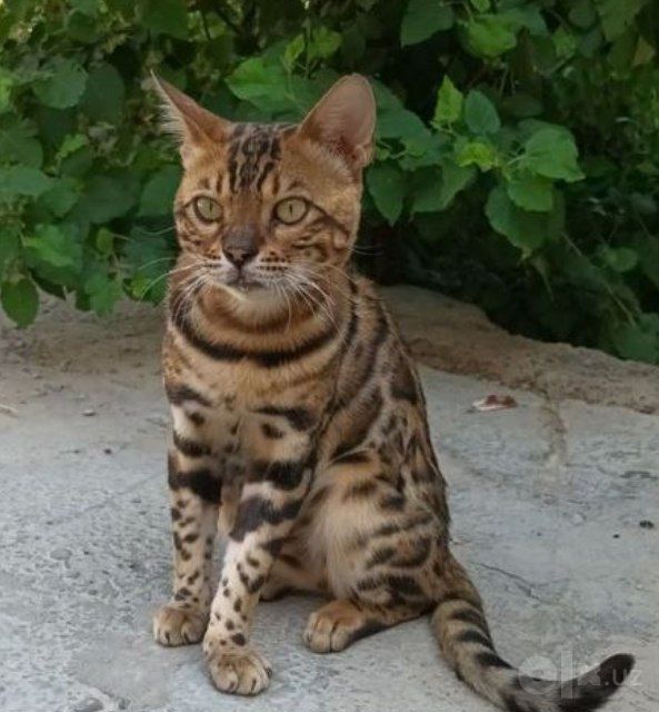 Продаётся бенгальская кошка