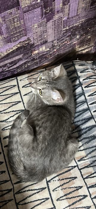 Котенок в добрые руки